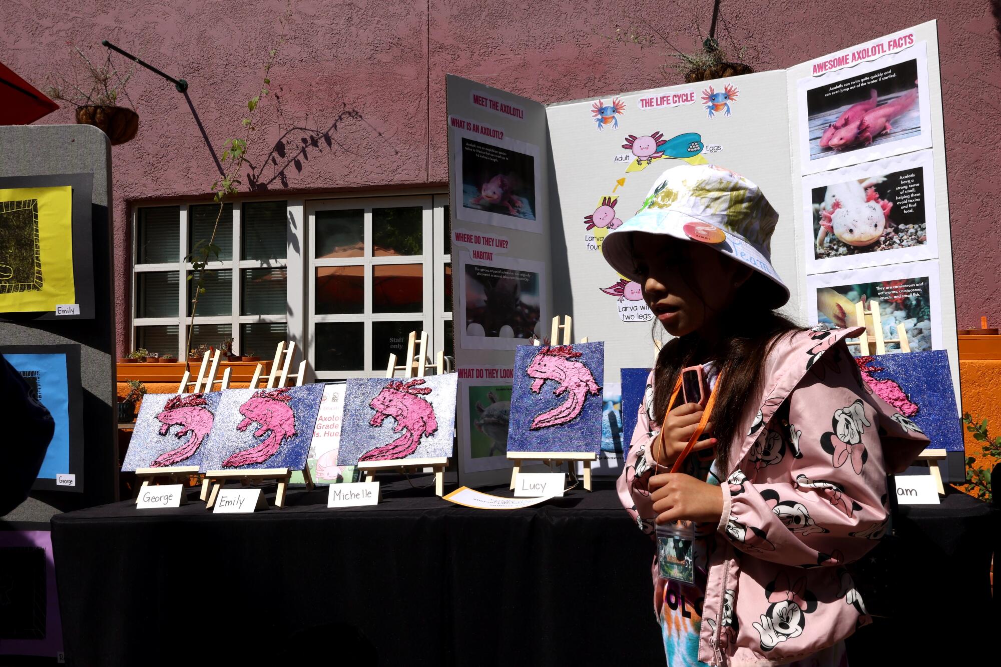 Un estudiante comparte tableros de carteles, dibujos y descripciones de un axolotl.