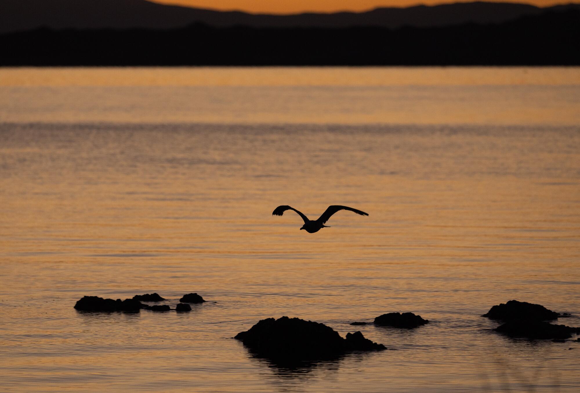 Una gaviota de California vuela sobre el agua en Mono Lake.