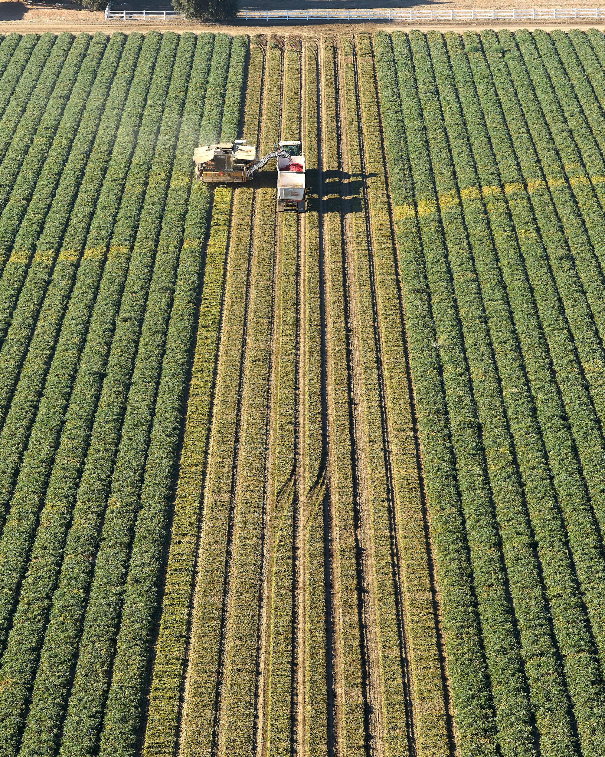 La vista desde un dron de trabajadores agrícolas que cosechan tomates el viernes en bosques.