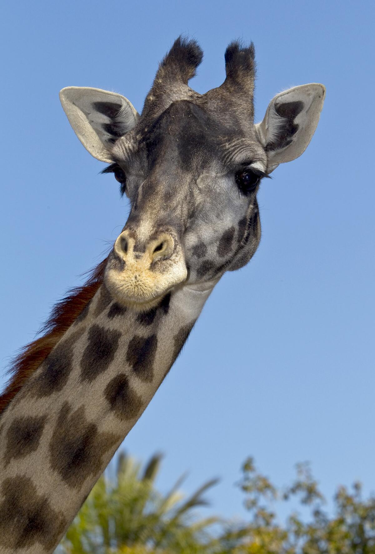 Nicky, una jirafa Masai de 28 años.