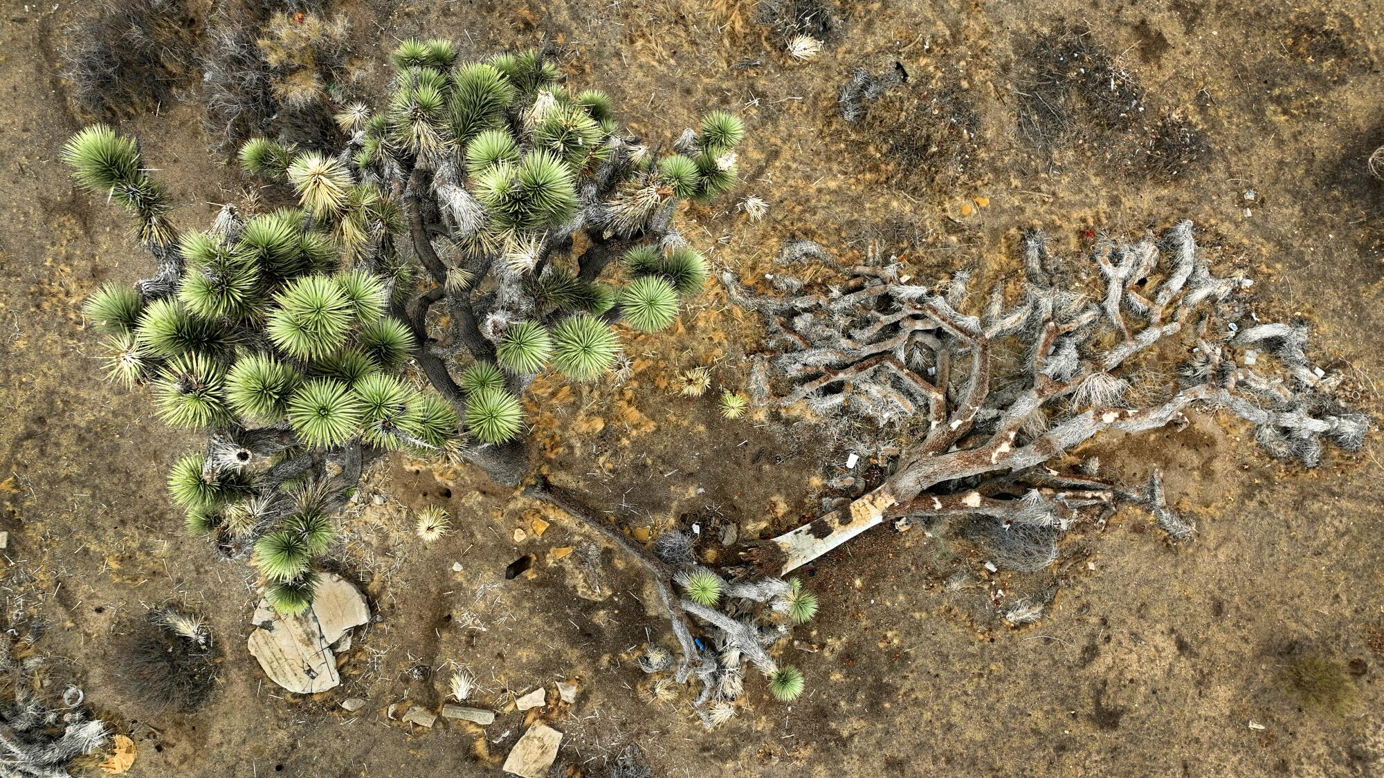 Los árboles de Joshua en vivo y caídos salpican el paisaje en el valle de Yucca.