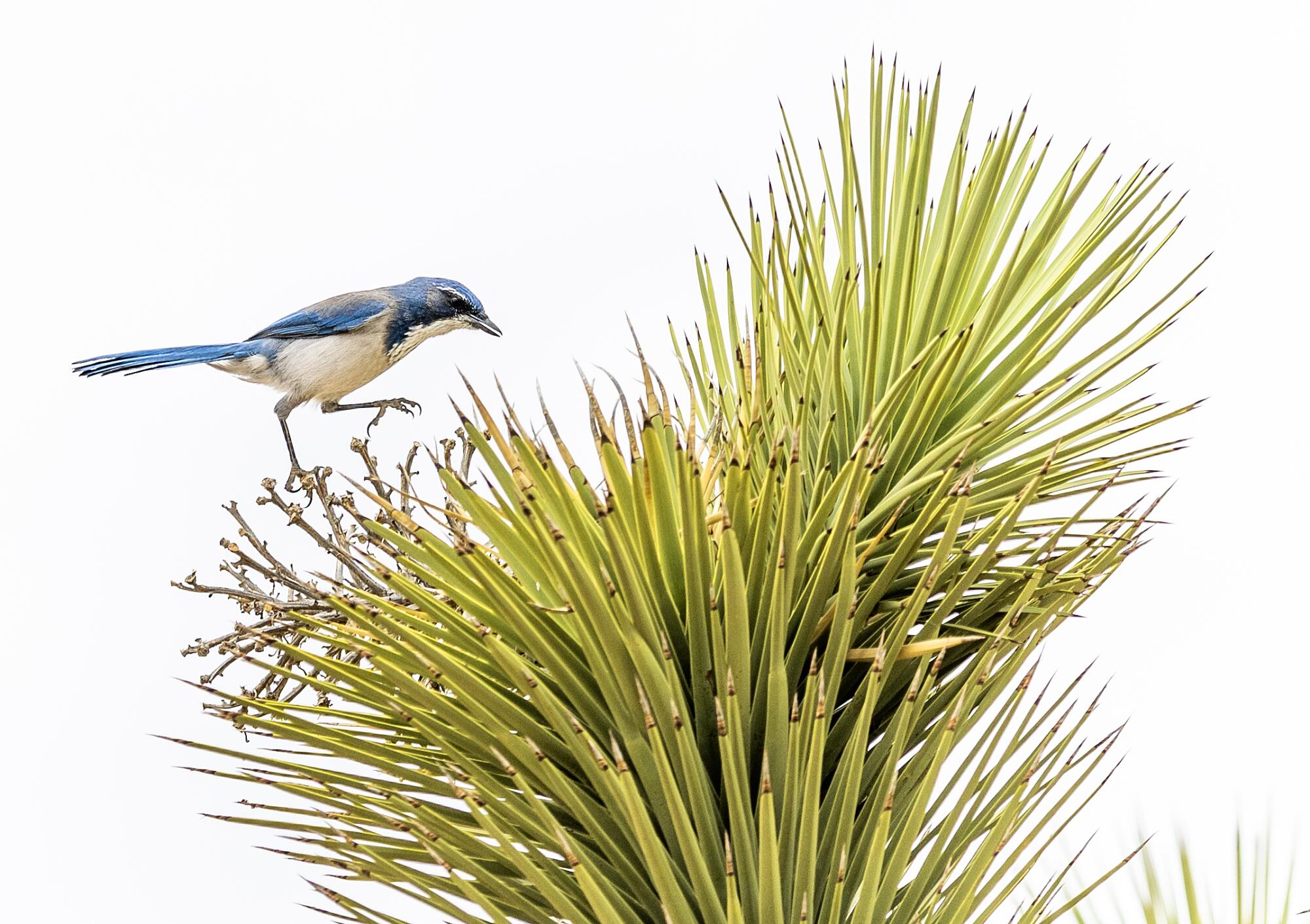 Un matorral de California salta sobre un árbol de Joshua en el valle de Yucca.