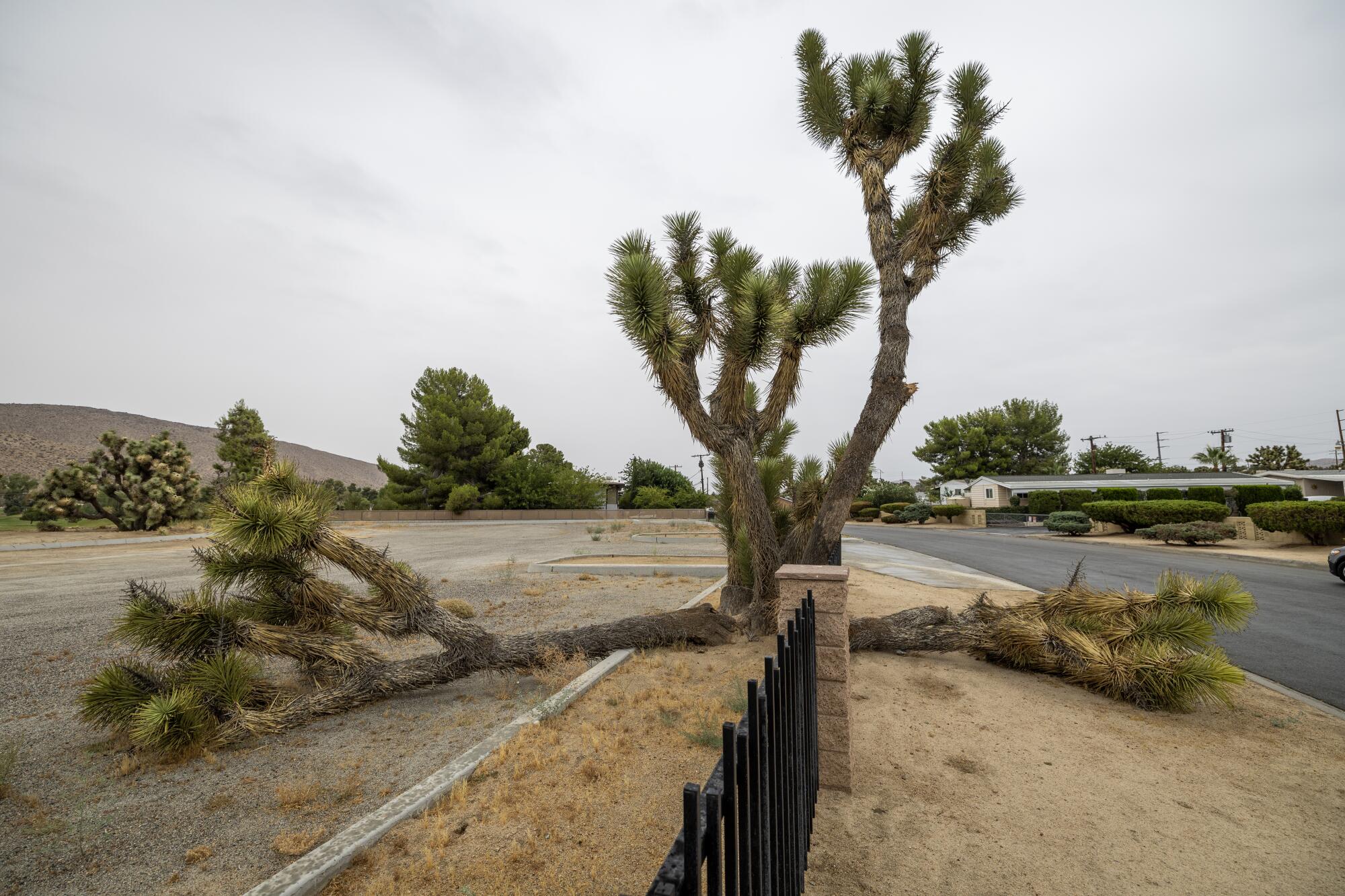 Árboles Joshua en vivo y caído en una zona residencial de Yucca Valley.