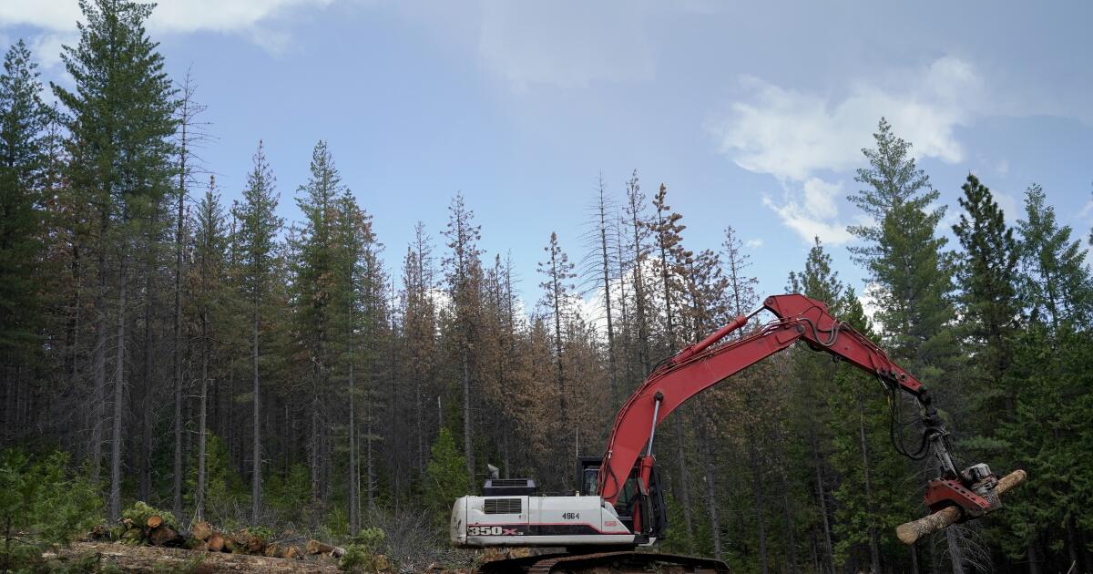 Por qué las tierras de tala privada son más propensas a incendios severos que las tierras públicas
