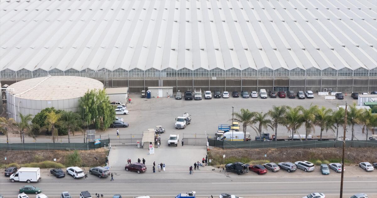 La firma de cannabis de California allanada por el hielo revela grandes cambios laborales