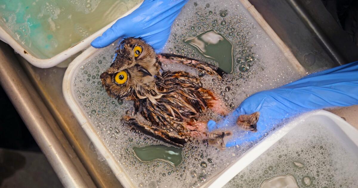 Gran búho con cuernos rescatados de trampa pegajosa y mortal. ¿Volará de nuevo?