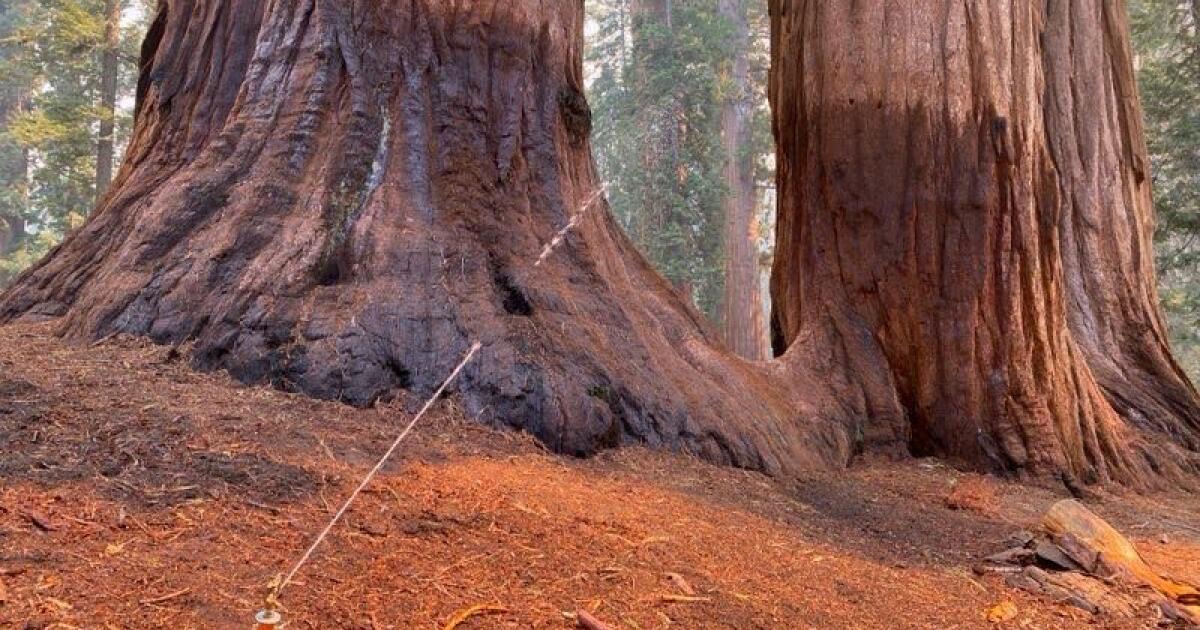 El fuego de granate arde en Grove of Giant Sequoias; Varios gigantes están en llamas