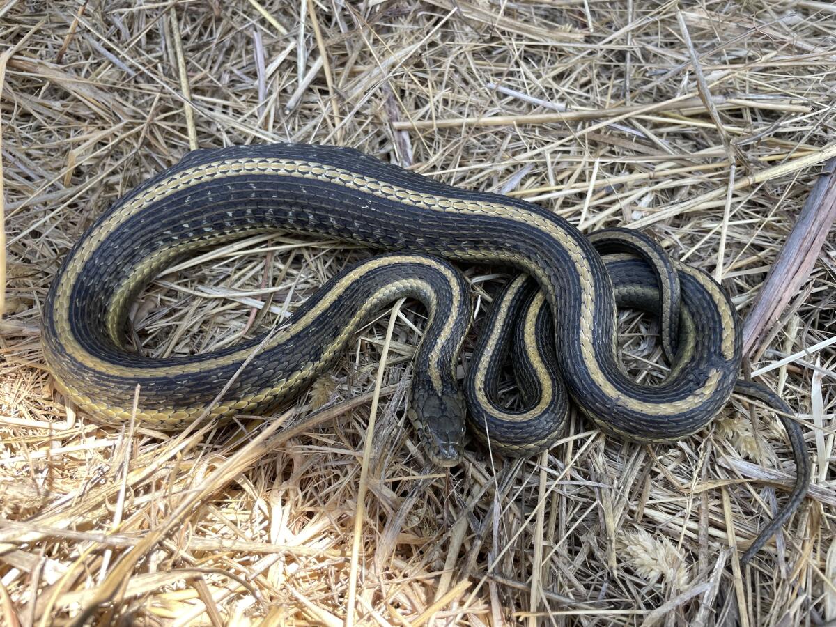 Una serpiente rayada en paja. 