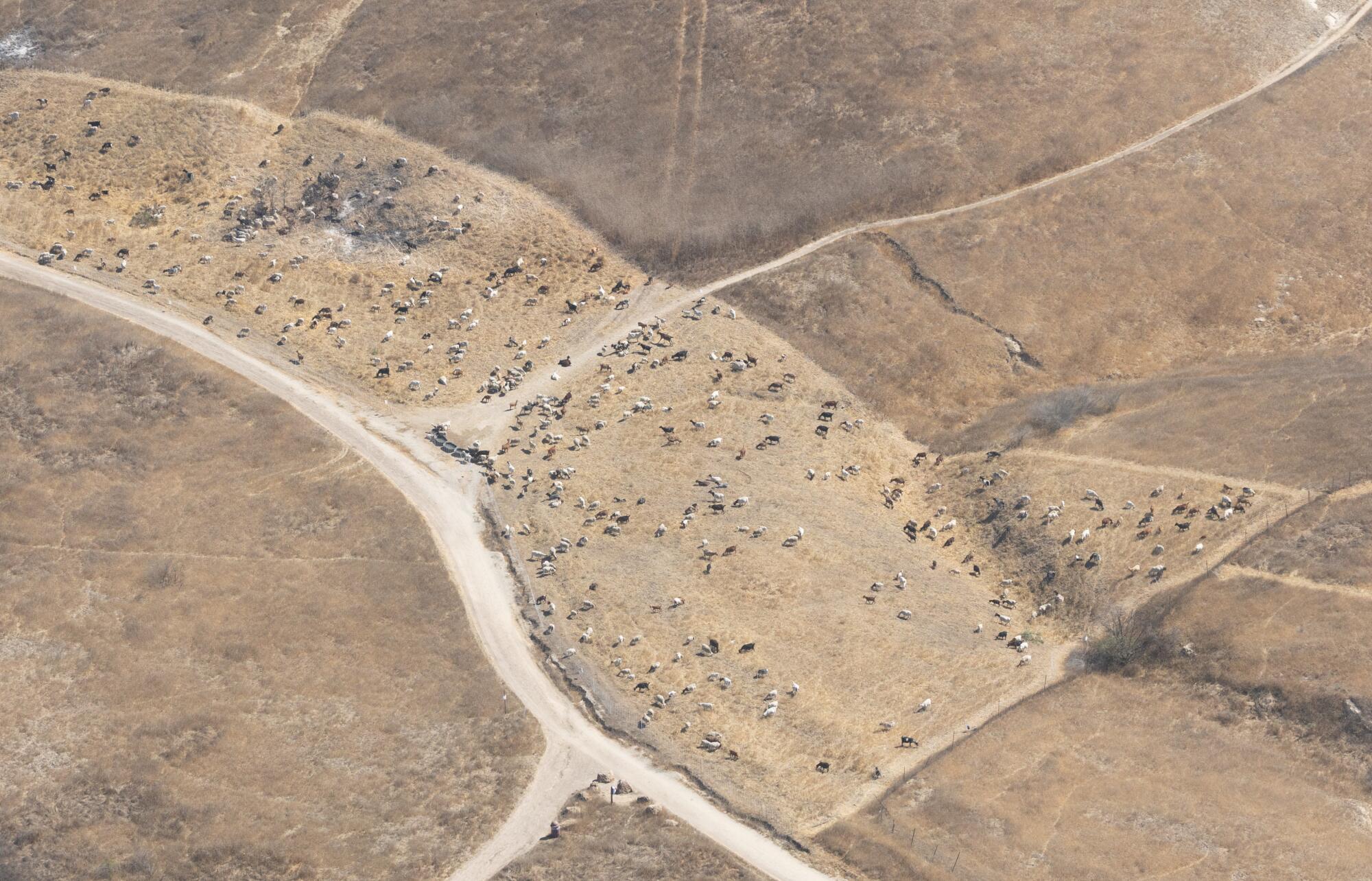 Las cabras ayudan a limpiar la vegetación en la Reserva de Espacio Abierto del Alto Cañón de Las Virgenes