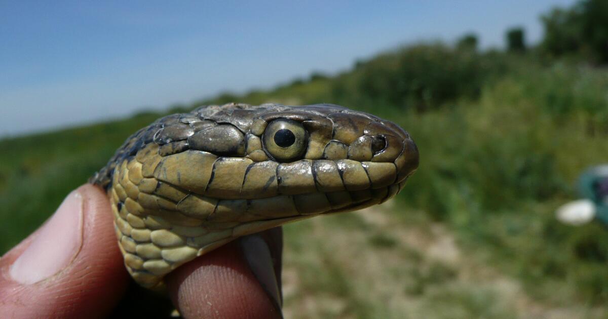 Esta serpiente del Valle Central es la nueva serpiente del estado de California. ¿Puede el reconocimiento salvarlo de la extinción?