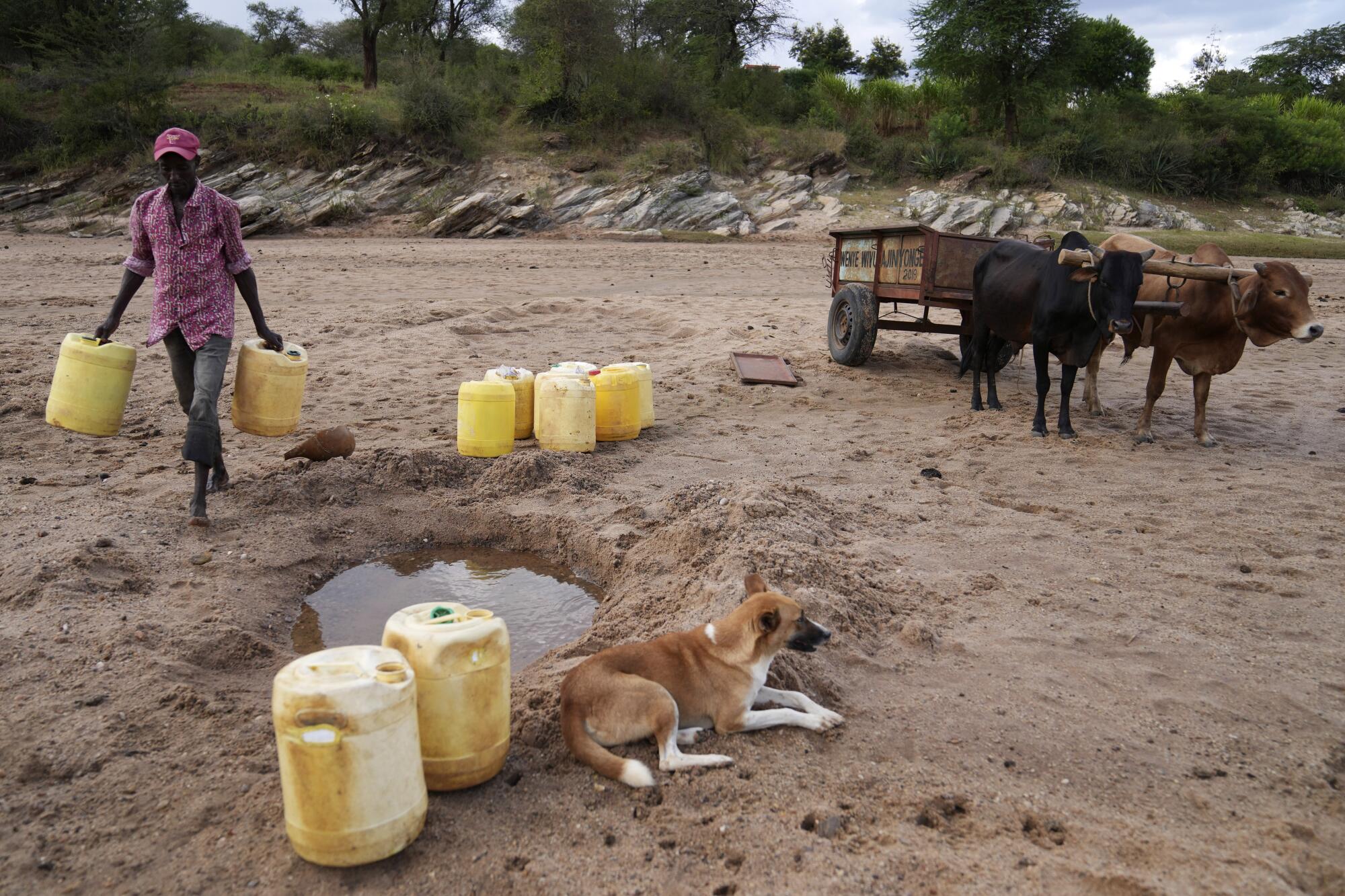 Un hombre carga cántaros para sacar agua de un agujero en el lecho arenoso del río.