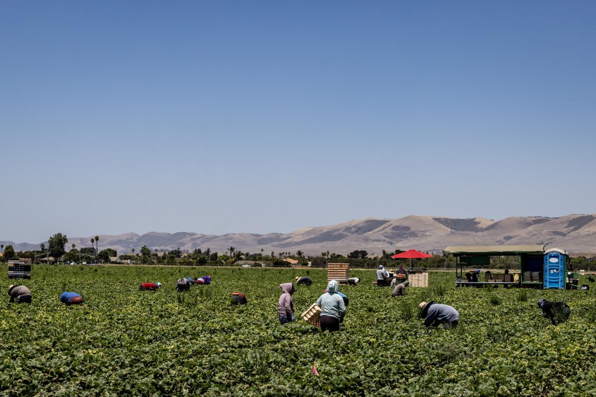 Los recolectores de fresas, como estos en el Valle de Salinas, se agachan y se agachan durante horas en un día de verano.